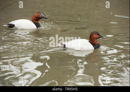 Fuligule à dos blanc (Aythya valisineria) duck nage dans l'eau de l'étang à un parc d'oiseaux. Cet élevage de canards mâles adultes est un canard plongeur. Banque D'Images