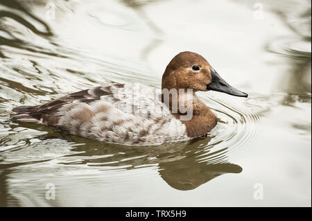 Fuligule à dos blanc (Aythya valisineria) duck nage dans l'eau de l'étang à un parc d'oiseaux. Cet adulte femelles de canard est un canard plongeur. Banque D'Images