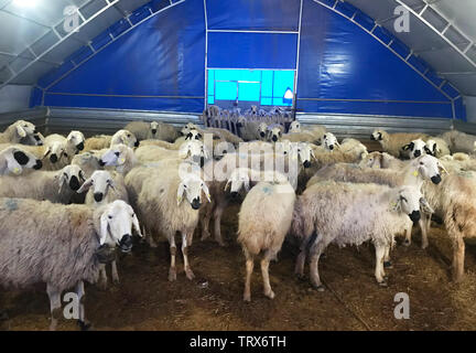 Moutons dans l'étable Banque D'Images