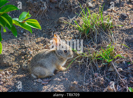 Très jeunes ou la montagne de lapin de Nuttall (Sylvilagus nuttallii) Mâcher de l'herbe dans le début de l'été, Castle Rock Colorado nous. Banque D'Images