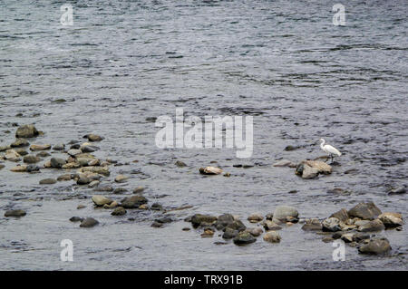 Grande aigrette (Ardea alba), également connu sous le nom de la grande aigrette, aigrette garzette, ou grande aigrette ou grand héron blanc, debout dans un ruisseau peu profond. Banque D'Images