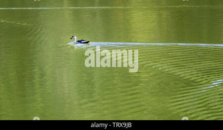 Spot-billed Duck indien, Anas Poecilorhyncha, Hirekolale au lac de Karnataka Banque D'Images