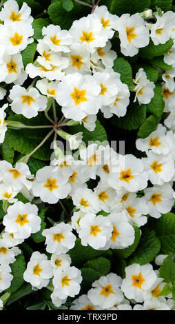 De nombreuses fleurs de primevère blanche en pleine floraison. Une fleur à cinq pétales blanc avec étoile jaune au centre. Banque D'Images