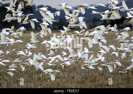 Peu de Corella Cacatua sanguinea Australie Banque D'Images