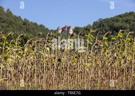 Domaine du séchage tournesol en vallée de Dordogne. France Banque D'Images