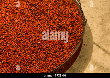 Des semences d'Acacia haricot rouge dans un récipient en métal Banque D'Images