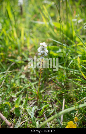 La Bistorte Bistorta vivipara, Alpine. Polygonum viviparum, Persicaria vivipara Banque D'Images