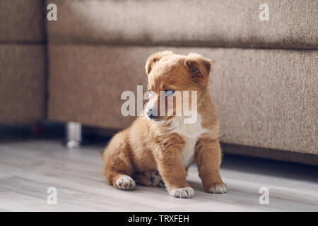 Beau chiot mignon est assis sur le sol lumineux dans l'appartement et regarde ailleurs Banque D'Images