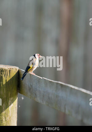 Chardonneret (Carduelis carduelis) perché sur clôture en bois, Chester Cheshire England UK. Mai 2019. Banque D'Images