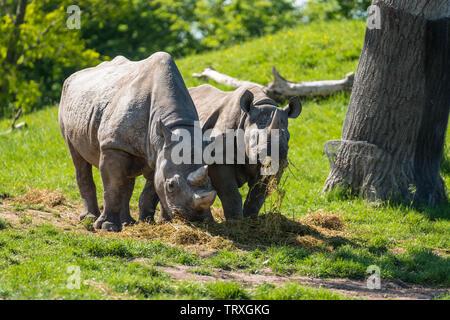 Le Rhinocéros noir (Diceros bicornis) femmes avec des enfants, le zoo de Chester Cheshire England UK. Mai 2019 Banque D'Images