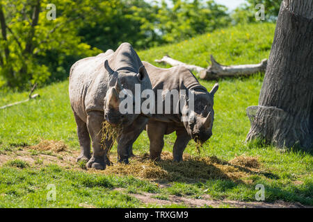 Le Rhinocéros noir (Diceros bicornis) femmes avec des enfants, le zoo de Chester Cheshire England UK. Mai 2019 Banque D'Images