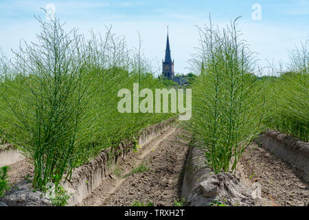 Cycle de culture de plus en plus de légumes asperges blanches en saison estivale dans les exploitations néerlandaises Banque D'Images