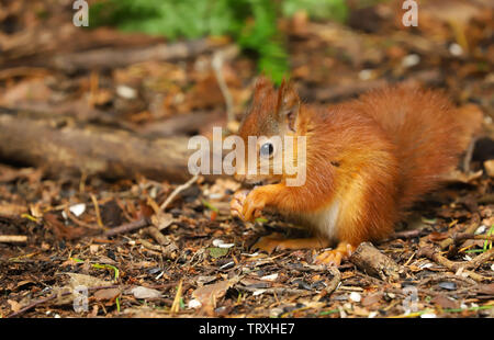 Un mignon bébé Écureuil roux (Sciurus vulgaris). Pris à la fin du printemps sur l'île d'Anglesey dans le Nord du Pays de Galles, Royaume-Uni Banque D'Images