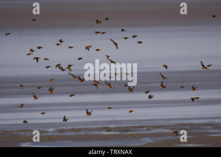 Un troupeau ou charme de chardonnerets, Carduelis carduelis, avec, Linaria flavirostris Twite, en hiver, en survolant la baie de Morecambe, Lancashire, UK Banque D'Images