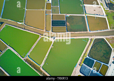 Image aérienne de grandes fermes d'élevage de crevettes dans la région côtière de Giao Thuy, Vietnam. Banque D'Images