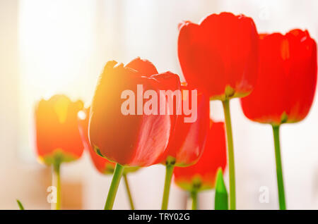 Bouquet de tulipes rouges dans la chambre éclairée par le soleil. Fleurs en soft focus. Banque D'Images