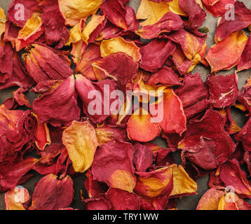 Sécher des pétales de rose - fond naturel. Banque D'Images