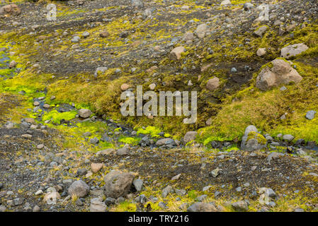 Vibrant lumineux vert mousse et l'herbe sur le sol et les roches volcaniques de l'Islande Banque D'Images