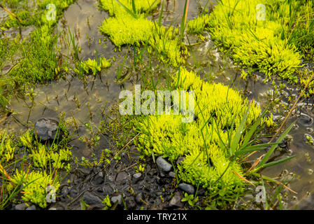 Vibrant lumineux vert mousse et l'herbe sur le sol et les roches volcaniques de l'Islande Banque D'Images