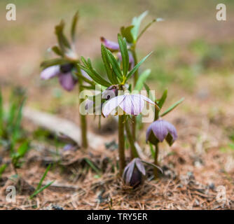 Helleborus orientalis plante, Lenten rose plante médicinale outdoor Banque D'Images
