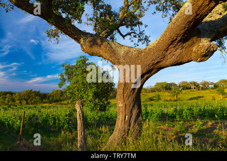 Chêne-liège et vignoble, Concelho de Grandola, Alentejo, Portugal, Europe Banque D'Images