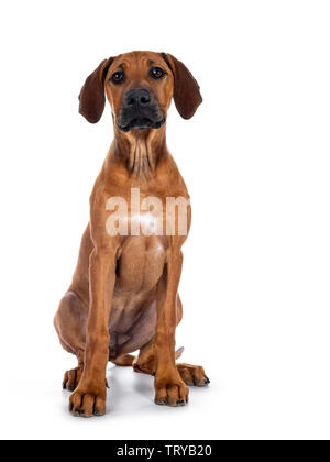 Cute wheaten Rhodesian Ridgeback puppy dog avec museau noir, assis face à l'avant. Looking at camera avec de doux yeux bruns. Isolated on white backg Banque D'Images