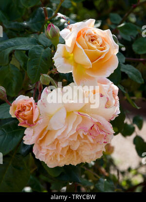 Rose La Princesse Margareta Banque D'Images