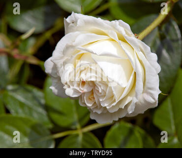 Large-Flowered rosier grimpant 'Mon Jardin et Ma Maison' Banque D'Images