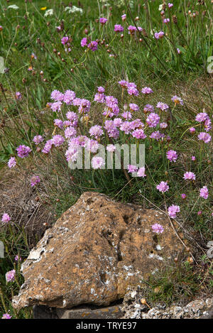 Un groupe de roses de mer ou Thrift sur une banque Rocky avec Grass à Holy Island Northumberland Angleterre Royaume-Uni Banque D'Images