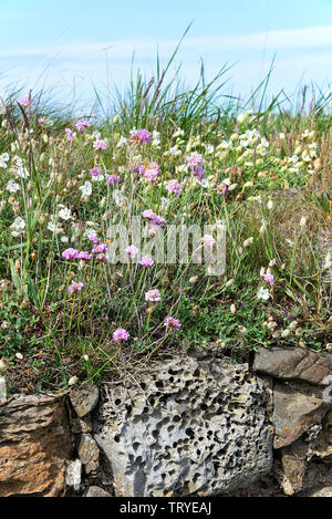 Grappes de roses de mer ou de fleurs de campements sauvages blanches et Thrift sur une banque et un mur sur l'île Sainte Northumberland Angleterre Royaume-Uni Banque D'Images