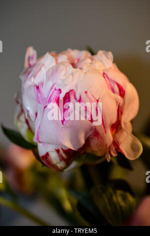 Gros plan d'une seule rose pâle et rose foncé avec des pétales de garde ou la pivoine La pivoine de la famille vivaces Banque D'Images