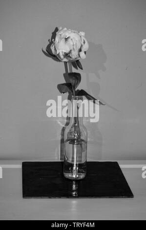 Seule pivoine rose pâle de la famille Peonicaeae dans une bouteille en verre clair sur un morceau d'ardoise noire Banque D'Images