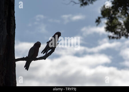La silhouette d'une paire d'accouplement de l'Australian Pink (Eolophus roseicapilla oiseaux cacatoès Rosalbin) s'asseoir sur une branche près de l'orifice de ponte dans la même arborescence Banque D'Images