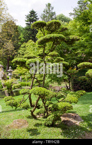 Buxus sempervirens taillés en nuage. Banque D'Images