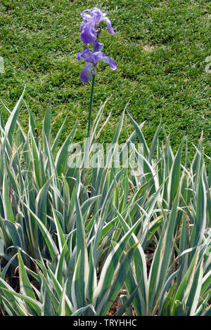 Iris pallida 'Argentea Variegata' Banque D'Images