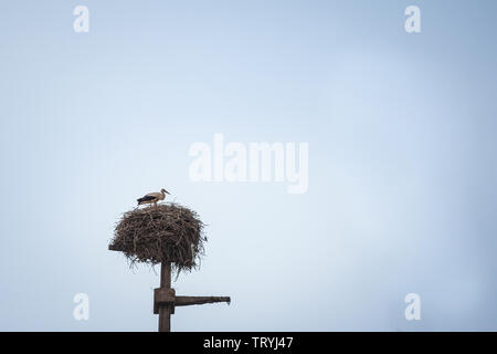 Oiseau cigogne debout sur son nid en bois, installé sur un vieux poteau électrique, lors d'un après-midi nuageux en Serbie, Balkans, Europe du Sud-Est Photo Banque D'Images