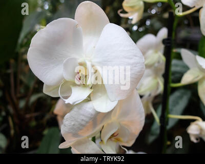 White moth orchid dans la serre. Phalaenopsis Blume. Banque D'Images