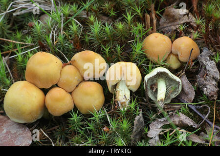 Hypholoma capnoides, connu sous le nom de touffe de conifères, un champignon comestible sauvage de la Finlande Banque D'Images
