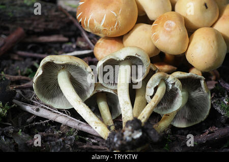 Hypholoma capnoides, connu sous le nom de touffe de conifères, un champignon comestible sauvage de la Finlande Banque D'Images