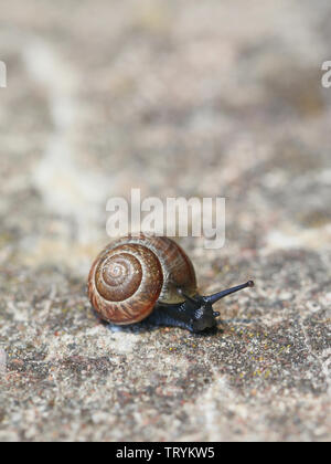 Arianta arbustorum, un escargot comestible, parfois sous le nom de bosquet snail Banque D'Images