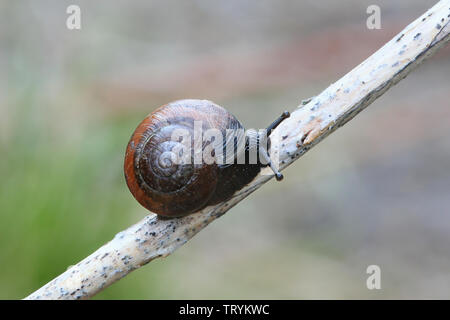Arianta arbustorum, un escargot comestible, parfois sous le nom de bosquet snail Banque D'Images