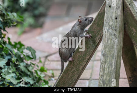 Un rat surmulot, Rattus norvegicus, monte de la base d'une mangeoire pour oiseaux. Banque D'Images