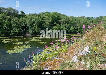 Bosherston Lily Ponds (lacs) dans la région de Pembrokeshire, Pays de Galles, en juin (début de l'été) Banque D'Images