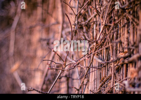 Magnifique coucher de soleil sur les branches s'étendant sur l'ancien mur. Banque D'Images