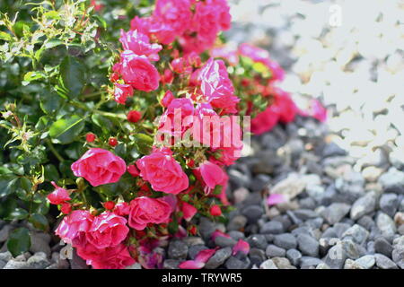 Fleurs d'été dans le village jardin Banque D'Images