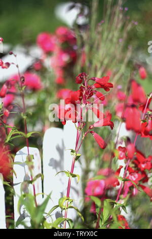 Fleurs d'été dans le village jardin Banque D'Images