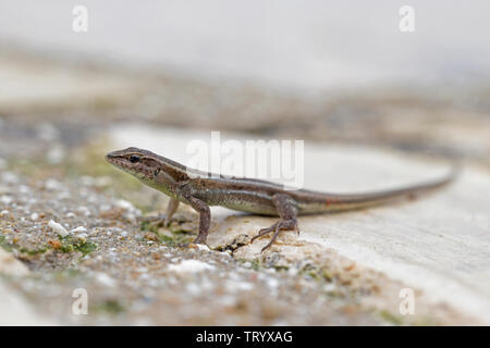 Lézard Lacerta troodica Troodos (Chypre) Banque D'Images