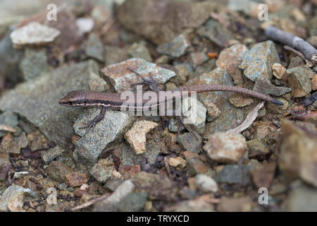 Lézard Lacerta troodica Troodos (Chypre) Banque D'Images