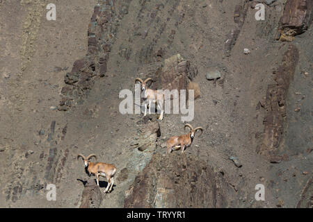 Urial de Ladakh ou Shapo ou Ovis orientalis vignei dans Village Ulley, Ladakh Banque D'Images