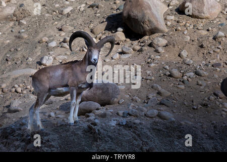 Urial de Ladakh ou Shapo ou Ovis orientalis vignei dans Village Ulley, Ladakh Banque D'Images